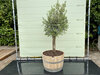 Olea Europea - Olivenbaum, Stammumfang 20-40 cm im halben Weinfass