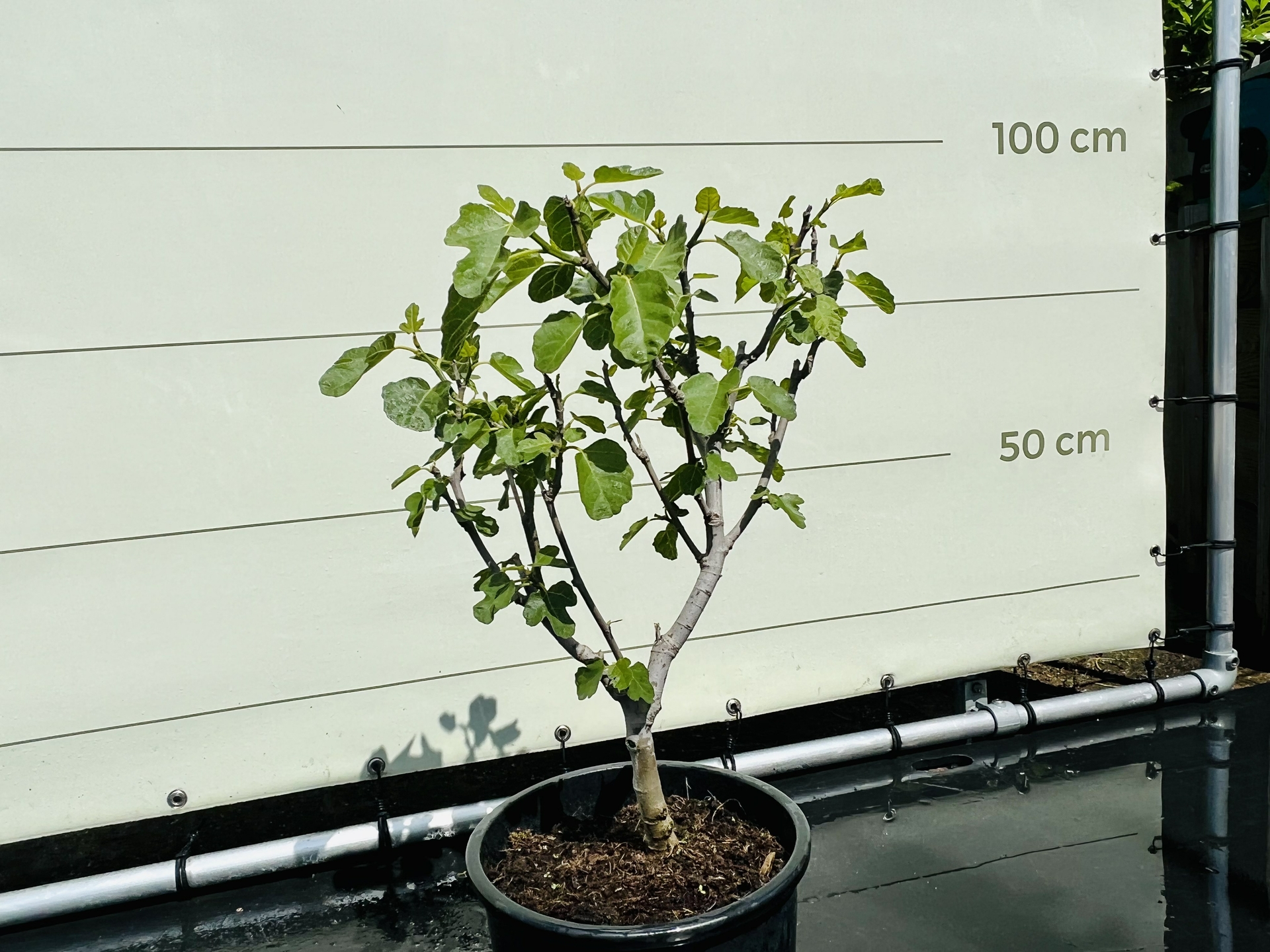 Feigenbaum - Brown Turkey 60-80 cm, süße dunkelrote Feige - Tropic Trees | Obstbäume & Gemüsepflanzen