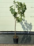 Vijgenboom - Ficus Carica 200cm, zoete donkere vijg