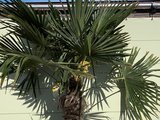 trachycarpus fortunei stamhoogte 140-160cm