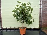 vijgenboom stamomvang 12/14cm, 140cm donkere vijg