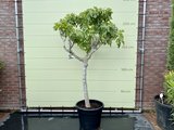 Vijgenboom - 225cm, stamomvang 20-25cm met zoete donkere vijg