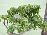 Vijgenboom - 225cm, stamomvang 20-25cm met zoete donkere vijg