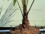 Trachycarpus Fortunei 15-20 cm Stammhöhe_