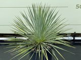 Palmlelie - Yucca Rostrata 70cm
