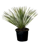 Palmlelie - Yucca Rostrata 70cm