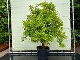 Orangenbaum Größe XXL 180 cm_