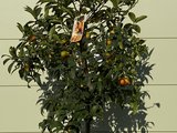 Kumquat maat L 140 cm