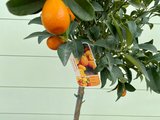 Kumquat Grösse L 140 cm_