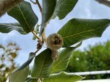 Quercus Ilex std Espalier