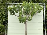 Vijgenboom - 250cm, stamomvang 30-40 cm met zoete donkere vijg