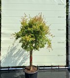 Granaatappelboom maat XL, stamomvang 20-25cm