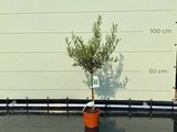 Olea Europea - Olivenbaum mit glattem Stamm, Stammumfang 4 - 6 cm_