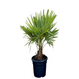 3 stammige palmboom - Trachycarpus Fortunei multistam 75 cm