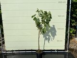 Vijgenboom - Ficus Carica 175 cm, zoete donkere vijg
