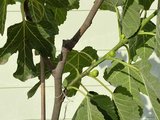 Vijgenboom - Ficus Carica 175 cm, zoete donkere vijg