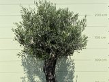 Bonsai Olijfboom - Olea Europea, stamomvang 60 - 80cm