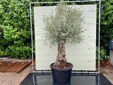 Olea Europea - Olivenbaum bonsai stammumfang 80 - 100 cm_