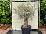 Olea Europea - Olivenbaum bonsai Stammumfang 100 - 120 cm_
