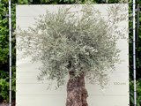 Olea Europea - Olivenbaum bonsai Stammumfang 100 - 120 cm_