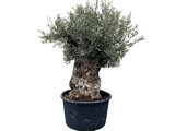 olijfboom stamomvang 100 -120cm