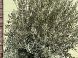 olijfboom stamomvang 120 -140cm