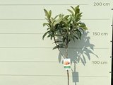 Japanse Wolmispel 200 cm hoog