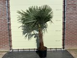 trachycarpus fortunei 60-80cm