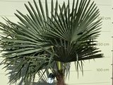 trachycarpus fortunei 60-80cm