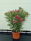 Rode Oleander - Nerium Oleander - 100 cm 