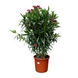 Rode Oleander - Nerium Oleander - 100 cm 