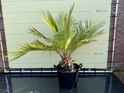 Jubaea Chilensis Stammhöhe 25 cm