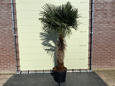 Trachycarpus Fortunei 80- 100 cm Stammhöhe