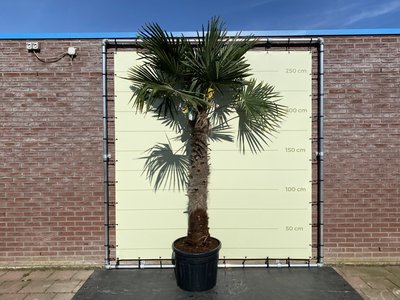 Trachycarpus Fortunei 140 - 160 cm Stammhöhe