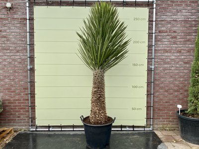 Yucca Filifera Stammhöhe 90-100 cm