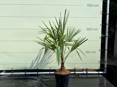 Trachycarpus Fortunei 15-20 cm Stammhöhe