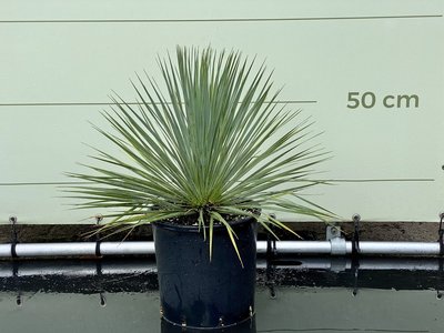Yucca Rostrata 60-70 cm