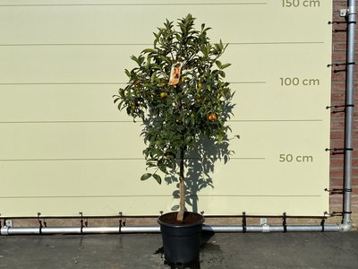 Kumquat Grösse L 140 cm