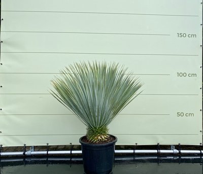 Yucca Rostrata Stammhöhe 10 - 20 cm