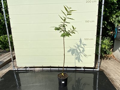 Castanea Sativa - Kastanienbaum 150 cm