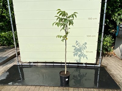 Juglans Regia - Walnussbaum ca. 150 cm