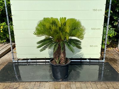 Cycas revoluta Stammhöhe 40-50 cm