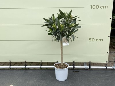 Weißer Oleander auf Stamm 80-100 cm