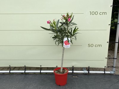 Roter Oleander auf Stamm 80-100 cm
