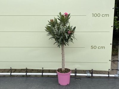 Rosa Oleander auf Stamm 80-100 cm