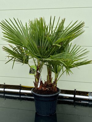 Trachycarpus Fortunei - multistamm Stammhöhe 15-20 cm
