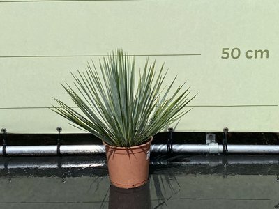 Yucca Rostrata 50 cm