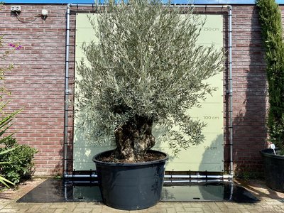Olea Europea - Olivenbaum bonsai Stammumfang 120 - 140 cm