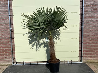 Trachycarpus Fortunei 60- 80 cm Stammhöhe