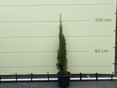 Mittelmeerzypresse totem 120 cm